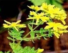 St John s Wort Extract