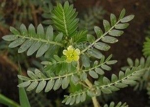 Tribulus Terrestris Extract By AUSMAUCO BIOTECH CO., LIMITED