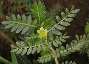 Tribulus Terrestris Extract