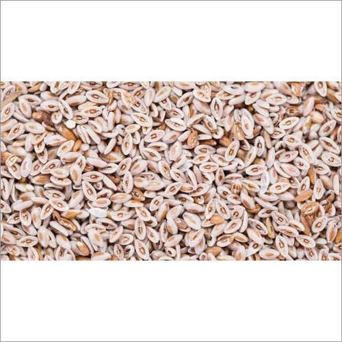 Dry Isabgol Seeds