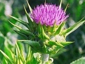 Milk Thistle Extract