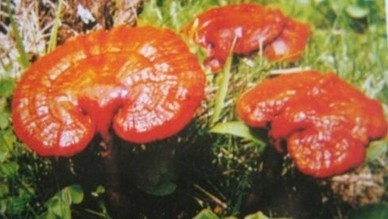 Reishi Mushroom extract