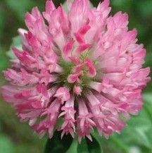 Red Clover Extract By AUSMAUCO BIOTECH CO., LIMITED