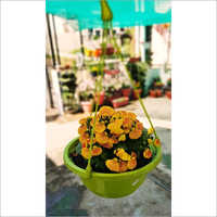 9 Inch Karishma Hanging Pot