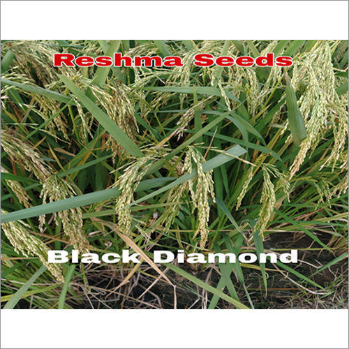 Common Black Diamond Paddy Seeds