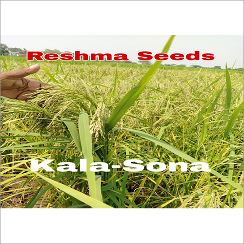 Common Kala Sona Paddy Seeds