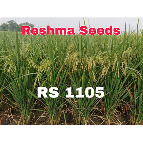 Common Premium Medium Slender Paddy Seeds