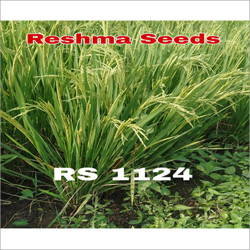 Common Rich Medium Slender Paddy Seeds