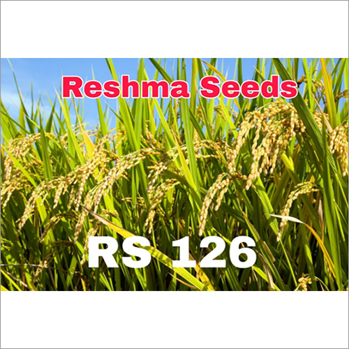 Common Natural Paddy Seeds
