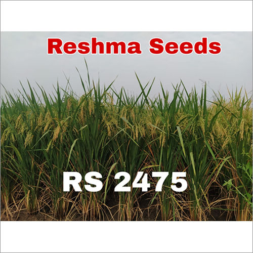 Common High Grain Paddy Seeds