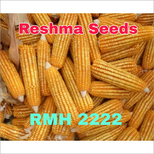 Common Golden Yellow Maize Seeds