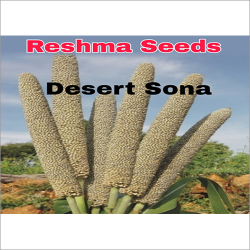 Compact Desert Sona Pearl Millet Purity: High