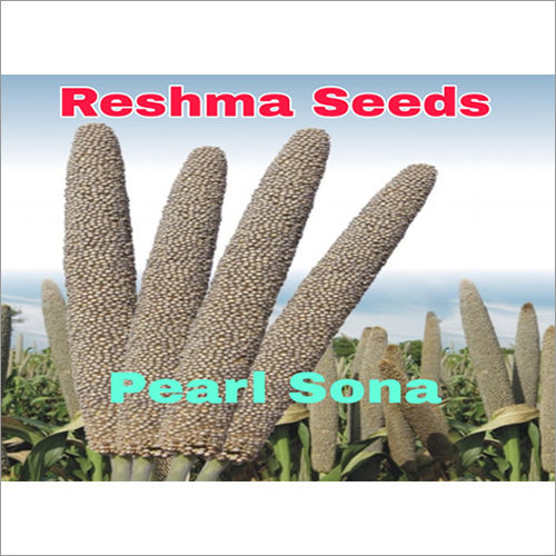 High Yielding Pearl Sona Pearl Millet