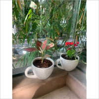 Ceramic Cup Shaped White Flower Pot