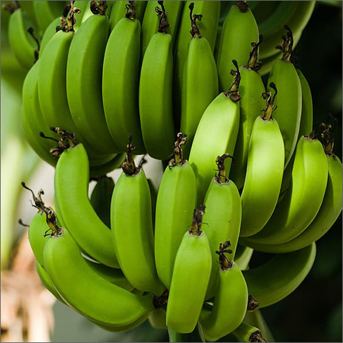 Organic Fresh Green Banana