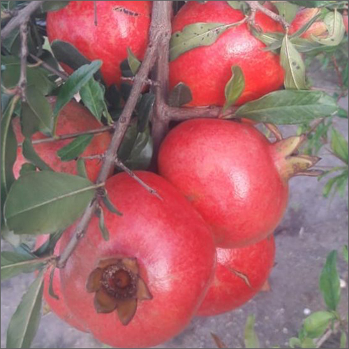Red Fresh Green Pomegranate