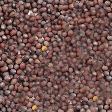 Black Mustard Seeds