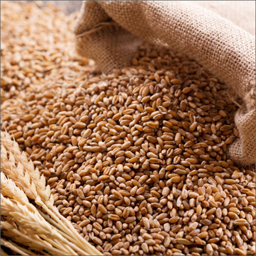 Brown Natural Wheat Seeds