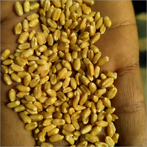 Organic Wheat By GKG GLOBAL SERVICES LLP