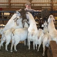 Livestock And Poultry For Sale