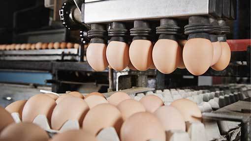 Livestock And Poultry For Sale