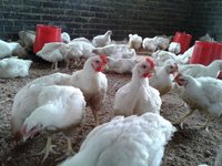 Livestock And Poultry For Sale