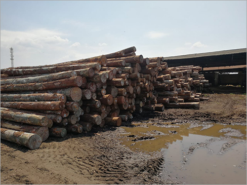 White Uruguay Pine Round Logs