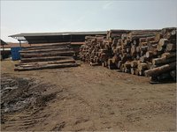 White Uruguay Pine Round Logs