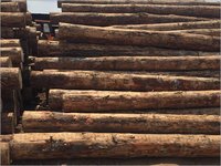White Australian Pine Round Logs