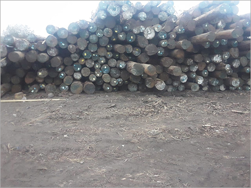 White South African Pine Round Logs