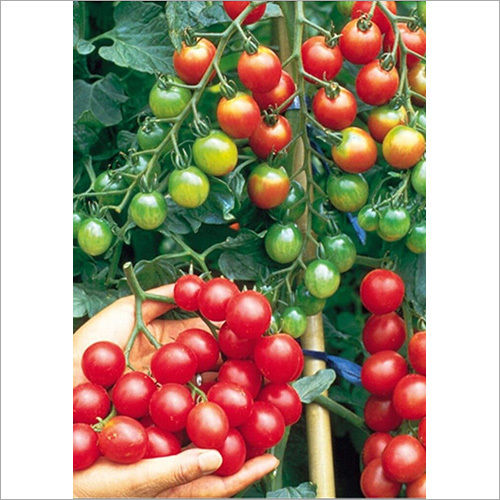 Fresh Cherry Tomatoes