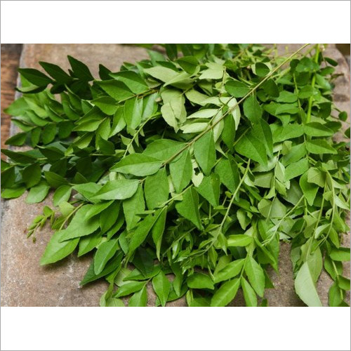 Fresh Curry Leaf By AVISHKAR AGRI AND FOODS