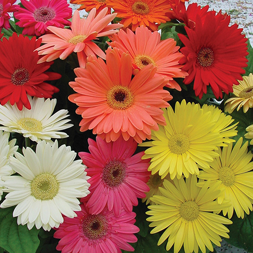 Gerbera Flower