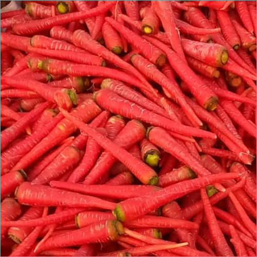 Fresh Red Carrots