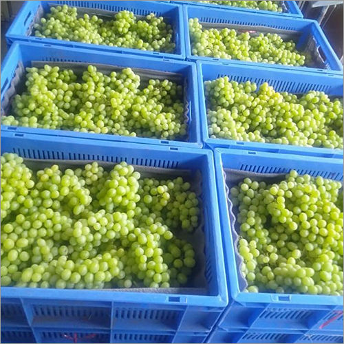 Common Fresh Green Grapes