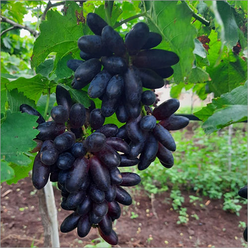 Common Fresh Black Grapes