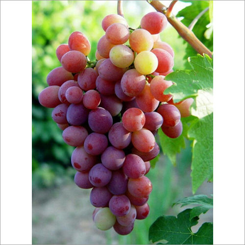 Organic Fresh Grapes