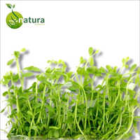 Bacopa Extract Purity(%): 100%