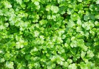 Coriander Leaves