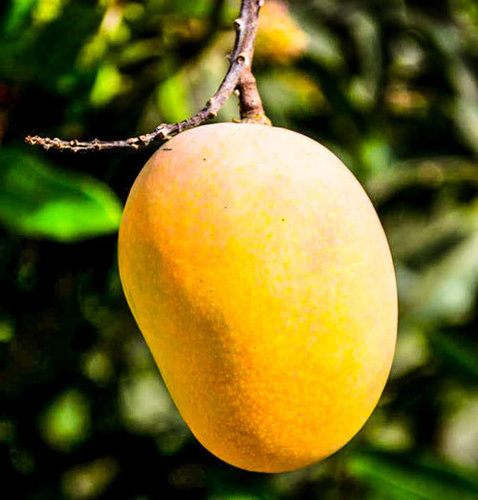 Organic Mango