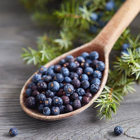 Juniper Berry