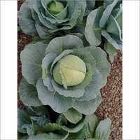 Fresh Cauliflower