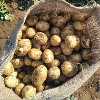 Fresh Potato