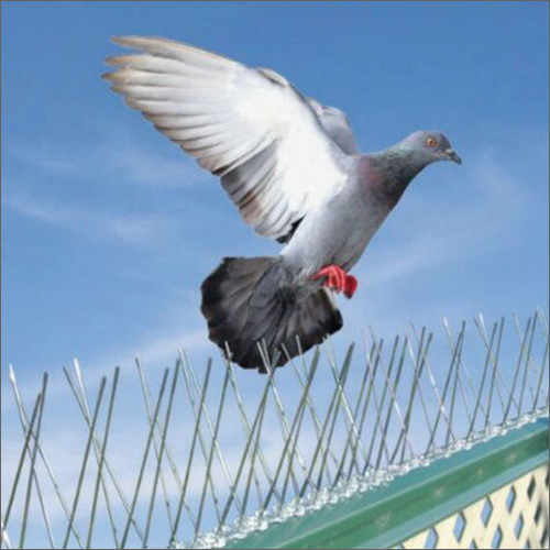 Anti Bird Spikes Services
