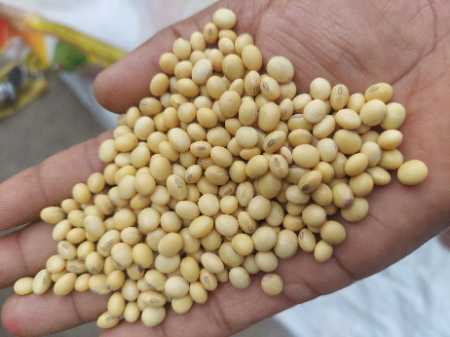 Soyabean Seed