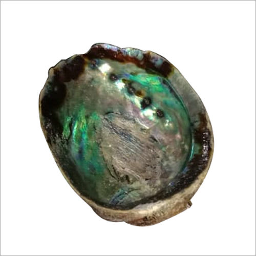 Green Abalone Shell