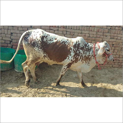 Brown Desi Rathi Cow