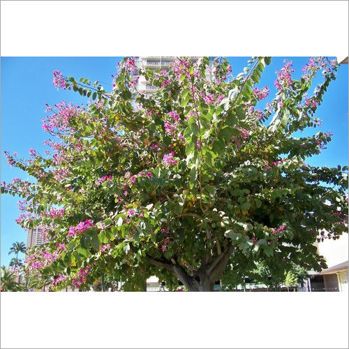 Bauhinia Tree