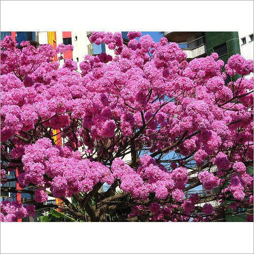 Tabebuia Avellanedae Tree