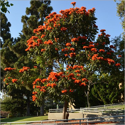 Spathodea Tree